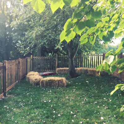 Daffodils Outdoor Nursery