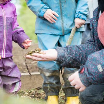 Daffodils Outdoor Nursery