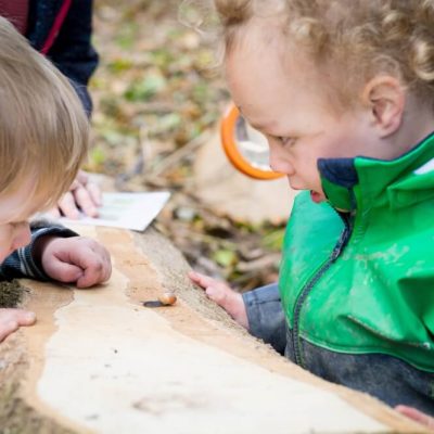 Daffodils Outdoor Nursery