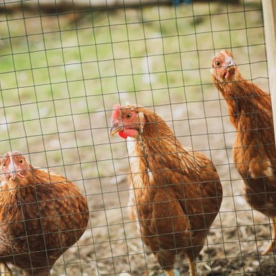 Daffodils Nursery 2020 5